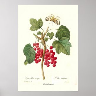 Red Currant Poster