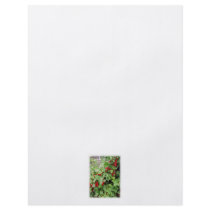 Red Currants on the Plant. Green Leaves. Full Color Flyer