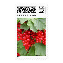 Red Currants on the Plant. Green Leaves. Postage Stamp