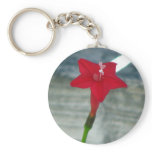 Red Cypress Vine keychains