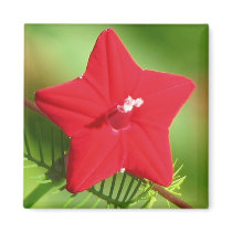 Red Cypress Vine magnets by princessklb07 Red Cypress Vine magnets