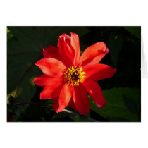 Red Dahlia (Bishop of Llandaff) Card