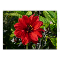 Red Dahlia (Bishop of Llandaff) II Greeting Card