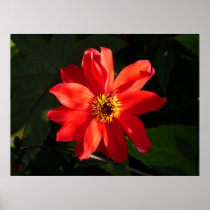 Red Dahlia (Bishop of Llandaff) Posters