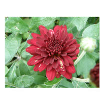 Red Dahlia Flower Poster Print posters