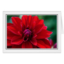 Red Dahlia cards