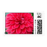 Red Dahlia postage