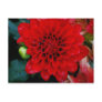 Red Dahlia Postcard
