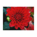 Red Dahlia postcards