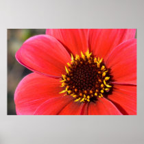 Red Dahlia Poster