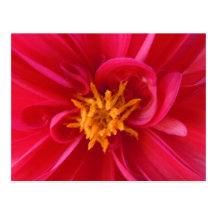 Red Dahlia - Whimsy Postcards