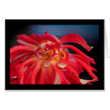 Red Dahlia: www.GraceArtGroup.com cards