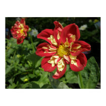 Red Dahlias Flower Poster Print posters