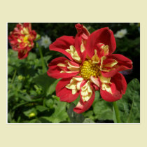 Red Dahlias postcards