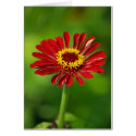 Red Daisy Card