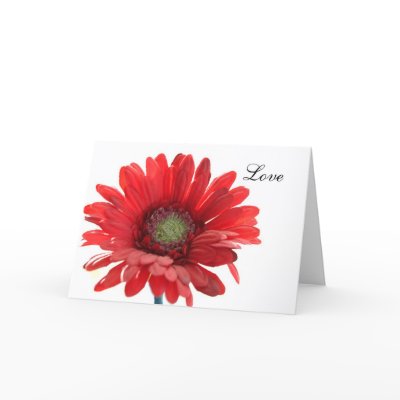 i love you forever pictures. Red Daisy Flower I Love You