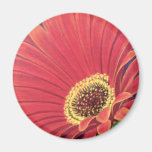 Red Daisy Flower Painting - Multi Magnets
