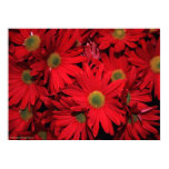 Red Daisy Flower Print