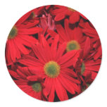 Red Daisy Flower Round Stickers