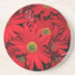 Red Daisy Flowers Drink Coasters