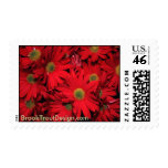 Red Daisy Flowers Postage Stamp