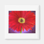 Red Daisy Gerber Flower Painting Art - Multi Fridge Magnets