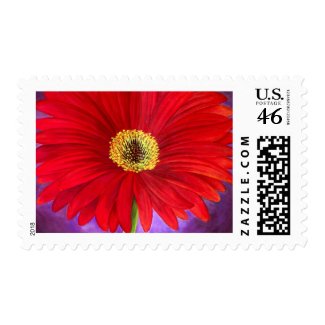 Red Daisy Gerber Flower Painting Art - Multi stamp