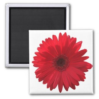 Red Daisy Magnet magnet