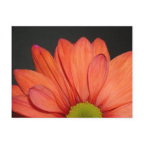 Red daisy postcards