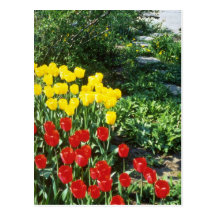 Red Darwin hybrid tulips flowers Post Card
