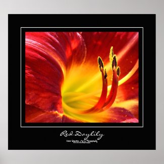 Red Daylily Black Border Poster