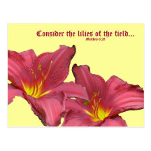 Red Daylily Coordinating Items Postcard