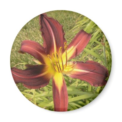 Red Daylily Fridge Magnet by codfishlady