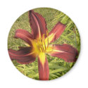 Red Daylily magnets by codfishlady Red Daylily magnets