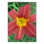 Red Daylily Note Card Red Daylily Note Card