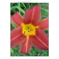 Red Daylily Note Card