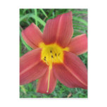 Red Daylily Postcard Red Daylily Postcard