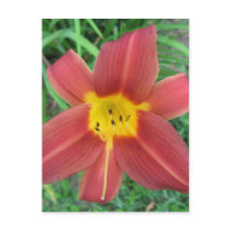 Red Daylily Postcard postcards