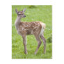 Red Deer Fawn Postcard