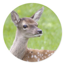 Red Deer Fawn Sticker