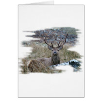 Red deer staring down. cards