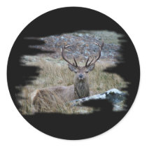 Red deer staring down. stickers