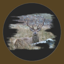 Red deer staring down. stickers