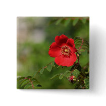 Red Delight buttons