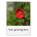 Red Delight cards