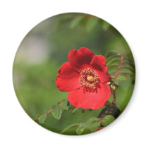 Red Delight magnets by Flowerpixels Red Delight magnets