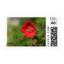 Red Delight postage