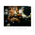 Red Devil Cichlids posters by S_Evelyn_Vincent Red Devil Cichlids posters