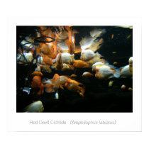 Red Devil Cichlids posters by S_Evelyn_Vincent Red Devil Cichlids posters