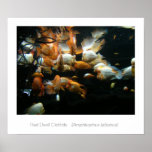 Red Devil Cichlids posters